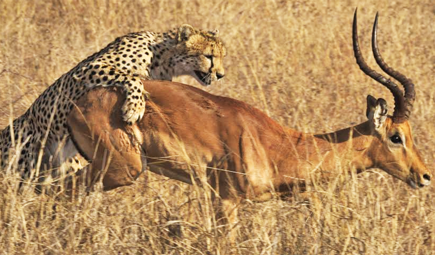 Watch: Cheetah Captures Male Impala Right By Safari Road