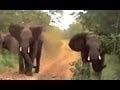 Watch: Two Elephants Unexpectedly Charge At Tourist Vehicle