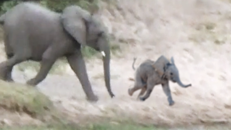 Baby Elephant Falls And Rolls Down Hill In Adorable Tumble