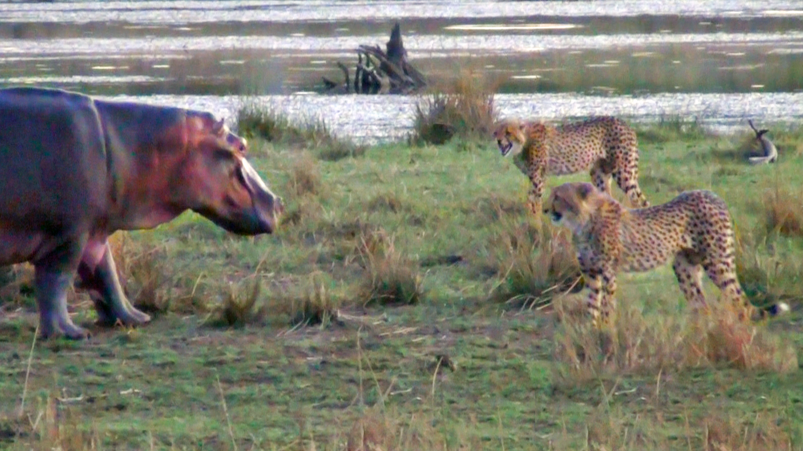 Bizarre Standoff Between Cheetahs And Hippo