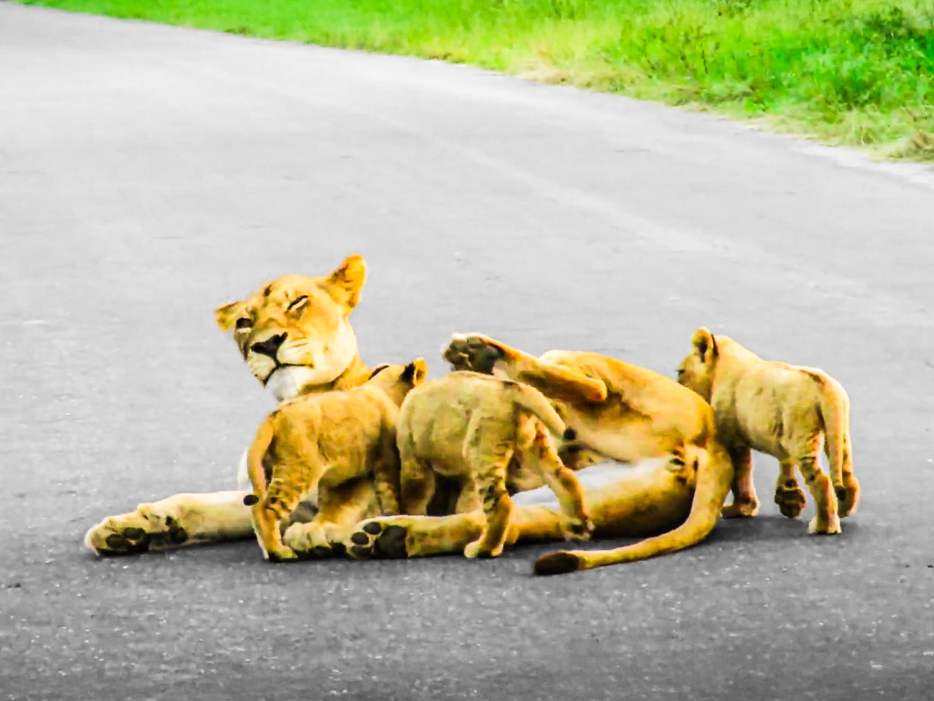 3 Cheeky Lion Cubs Play Around Before Feeding From Mom