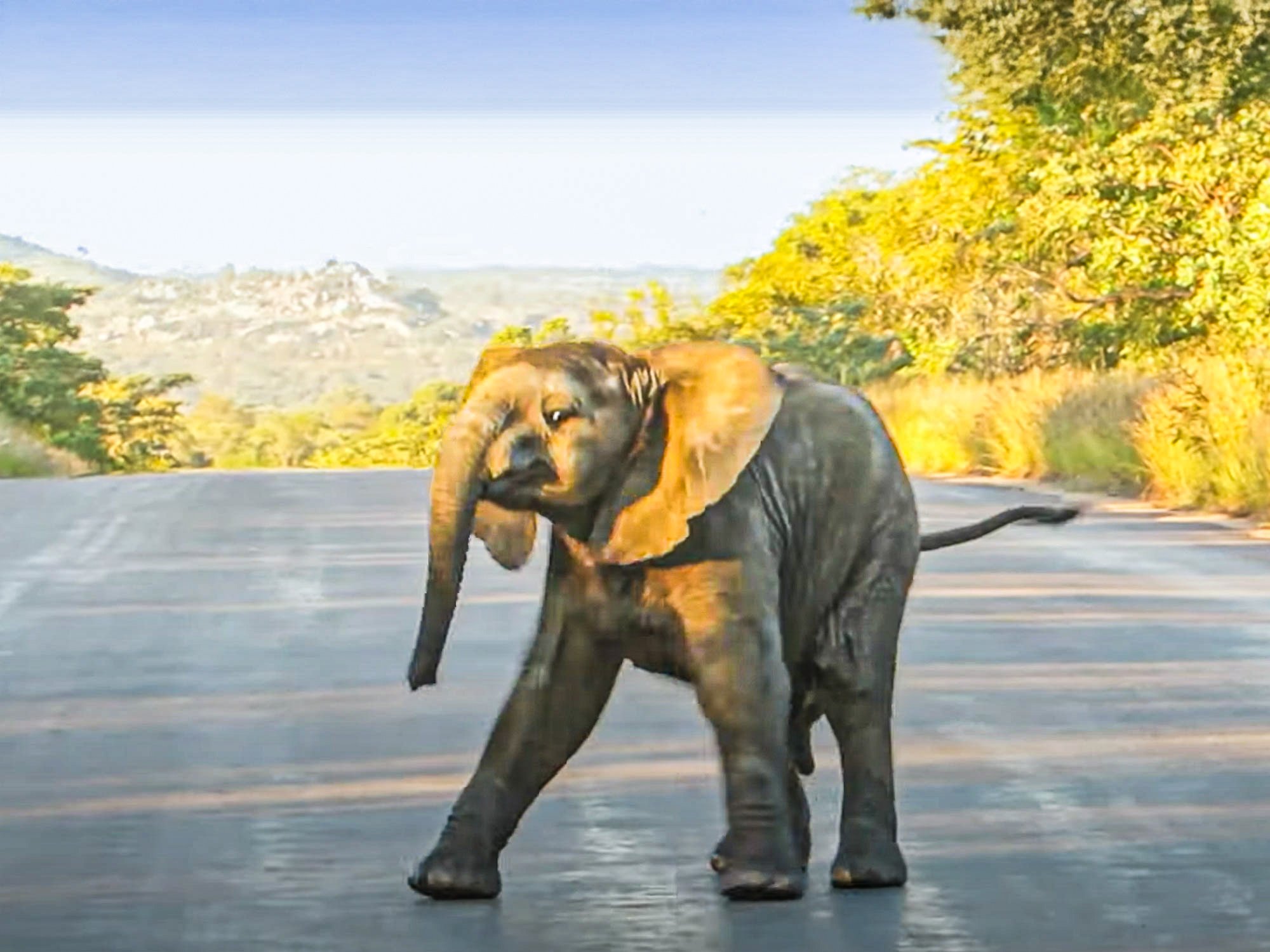 Angry Baby Elephant Tries to Charge A Car