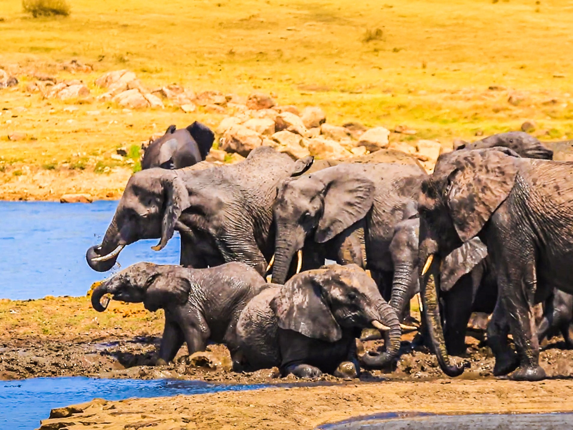 Baby Elephant Leads Charge Into Epic Mud Bath