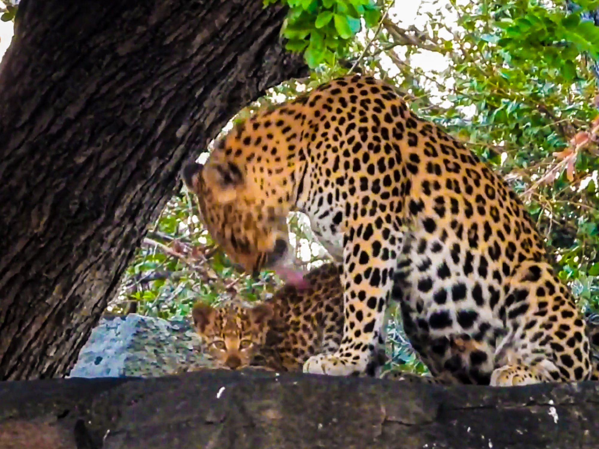 Baby Leopard Gets Cleaned After Messy Breakfast