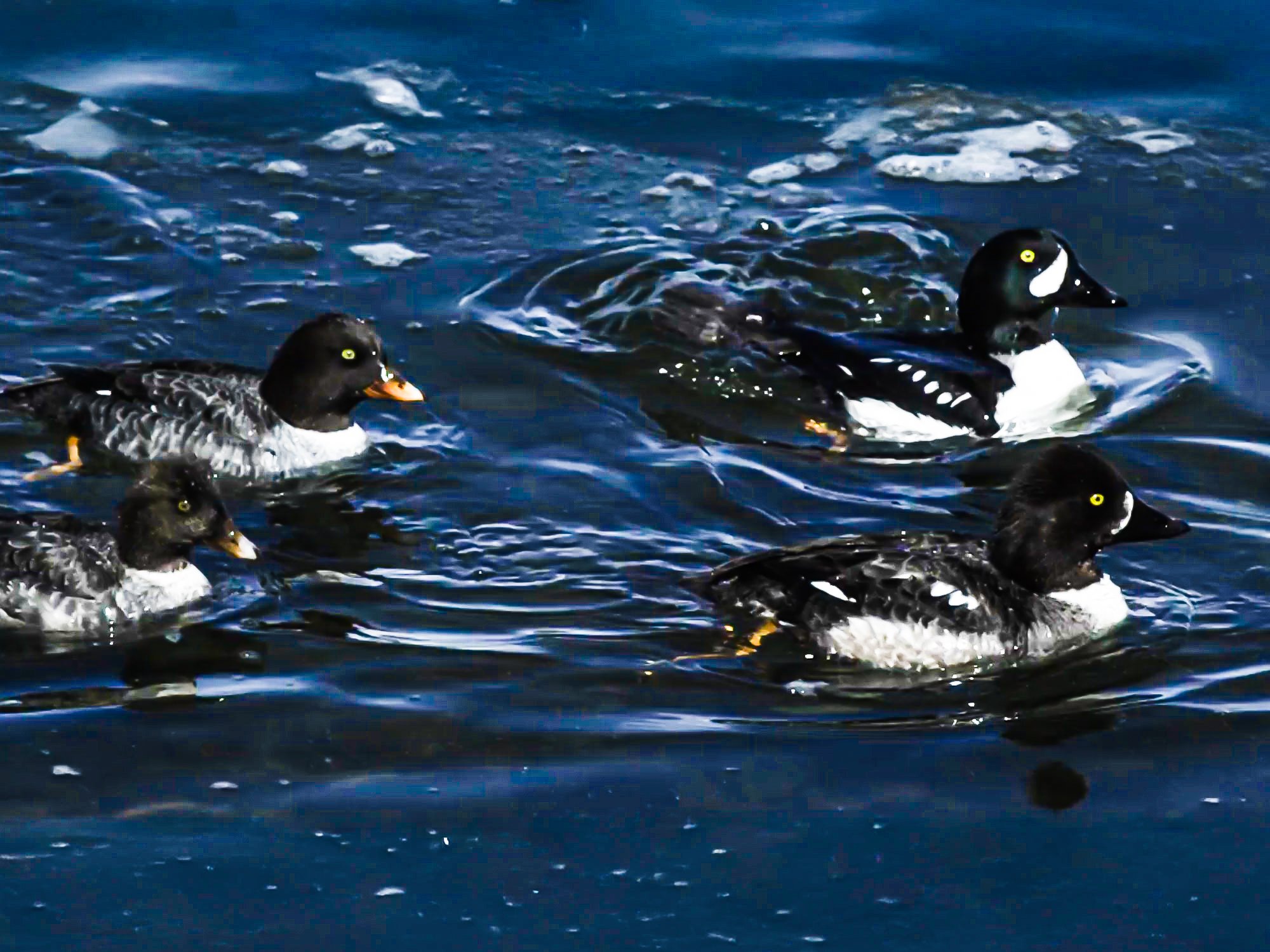 Barrow’s Goldeneye Swimming In Icy Waters 