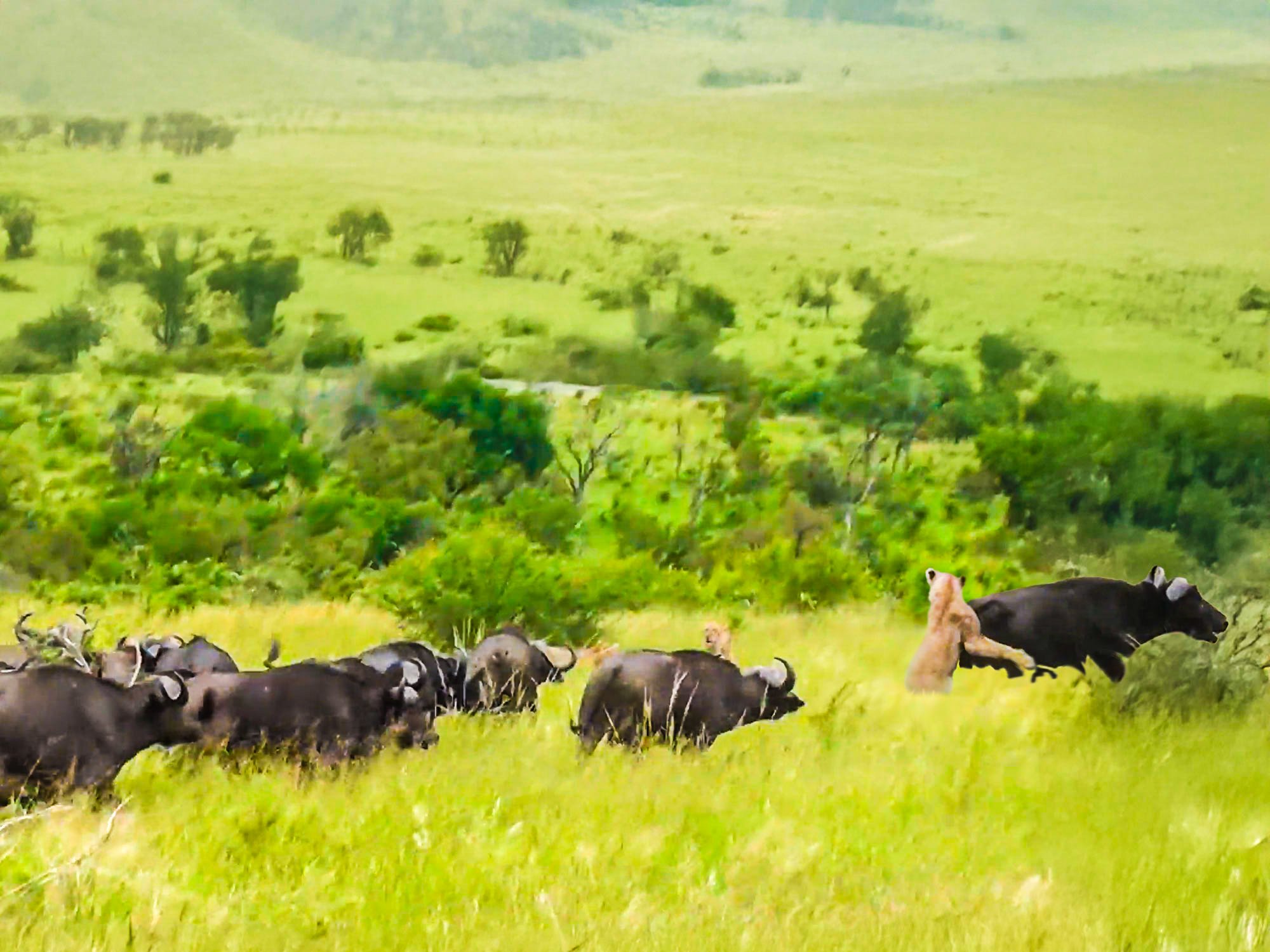 Buffalo Herd Walks Into Lion Ambush