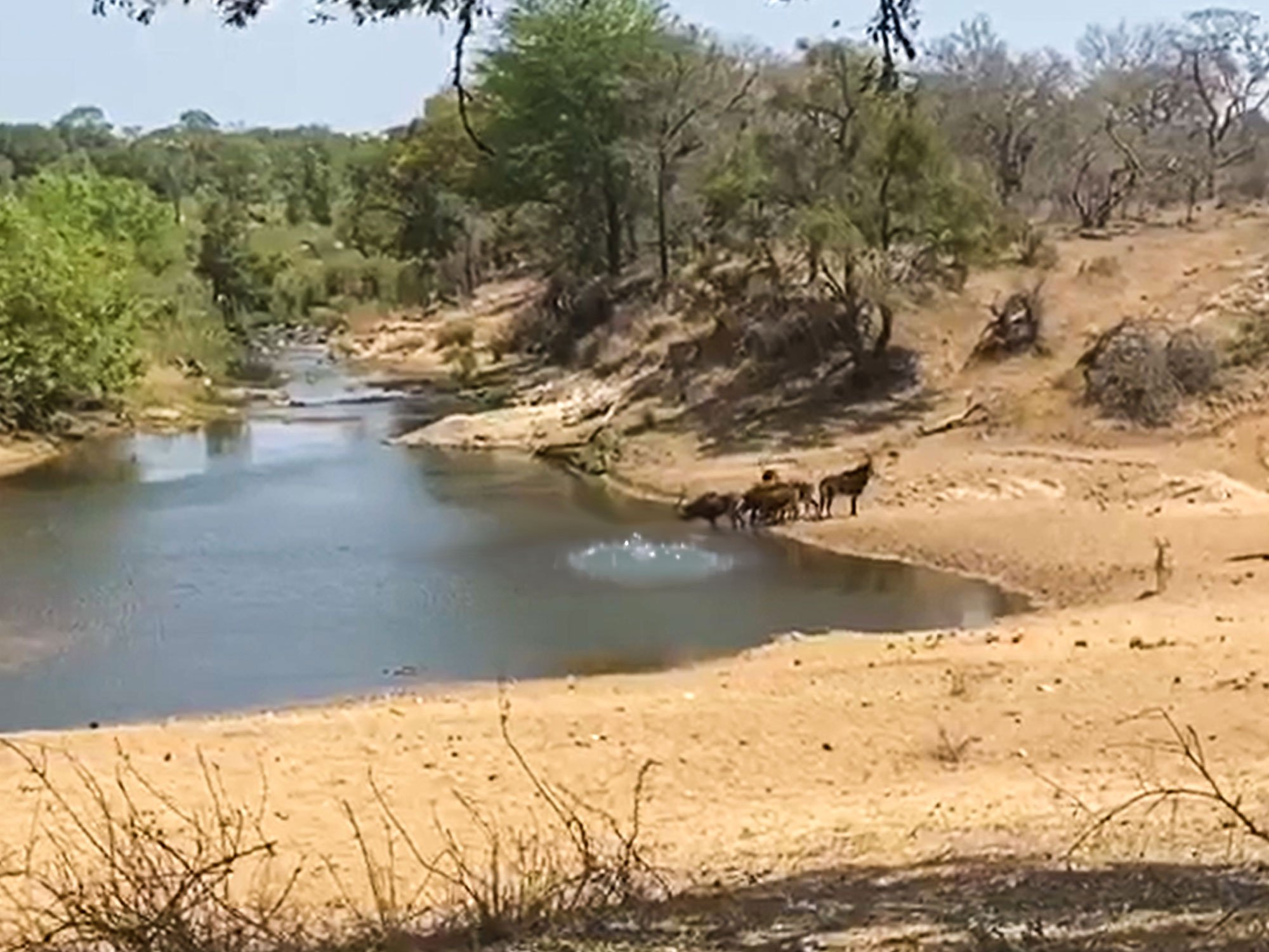 Crocodiles Snatched Sable Antelope Drinking In The River In Seconds