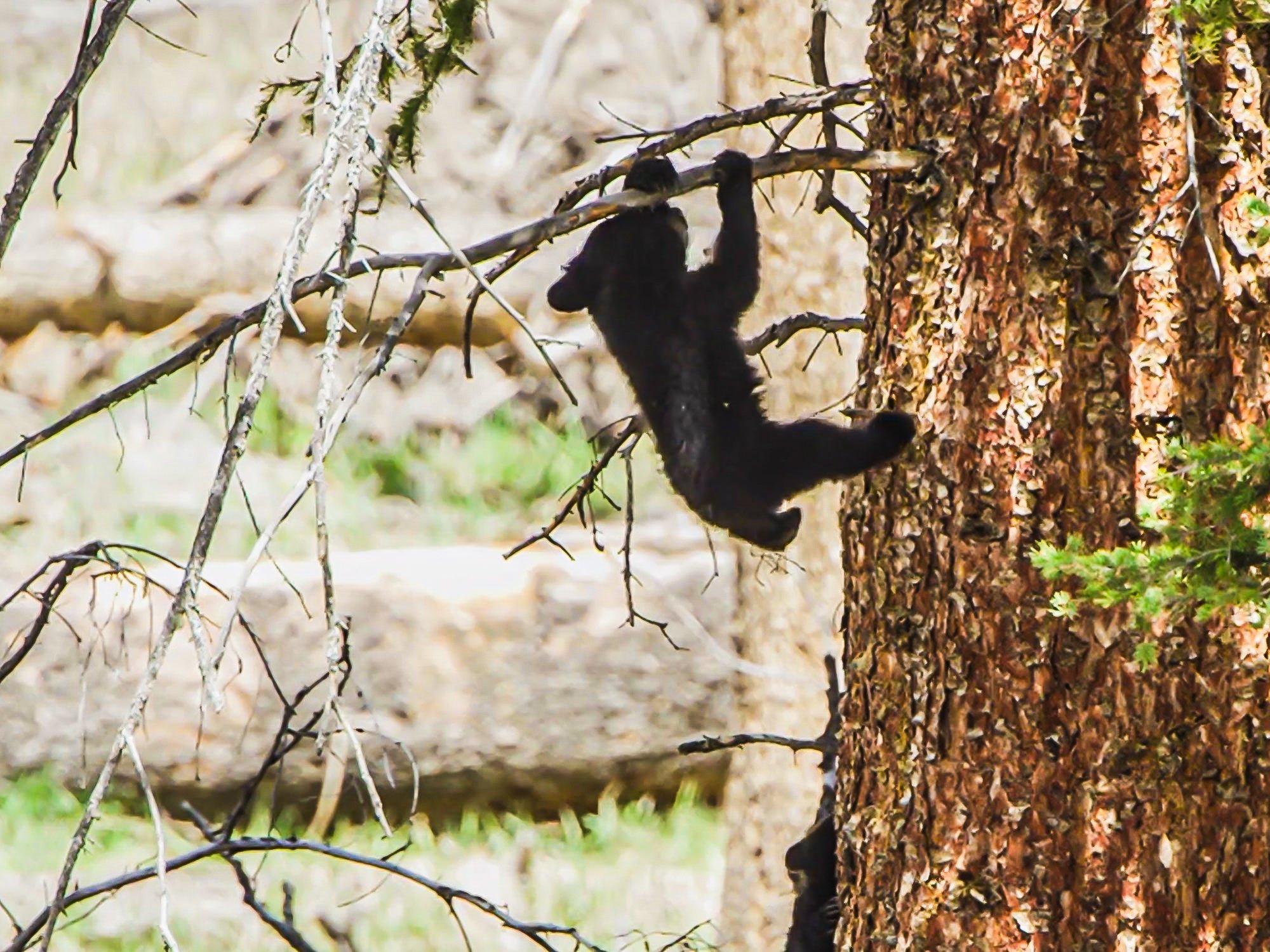 Cute Black Bear Cubs Dangle In The Trees