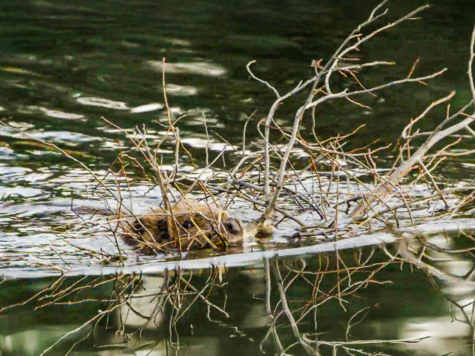 Eager Beaver Carrying Branches Double Its Size