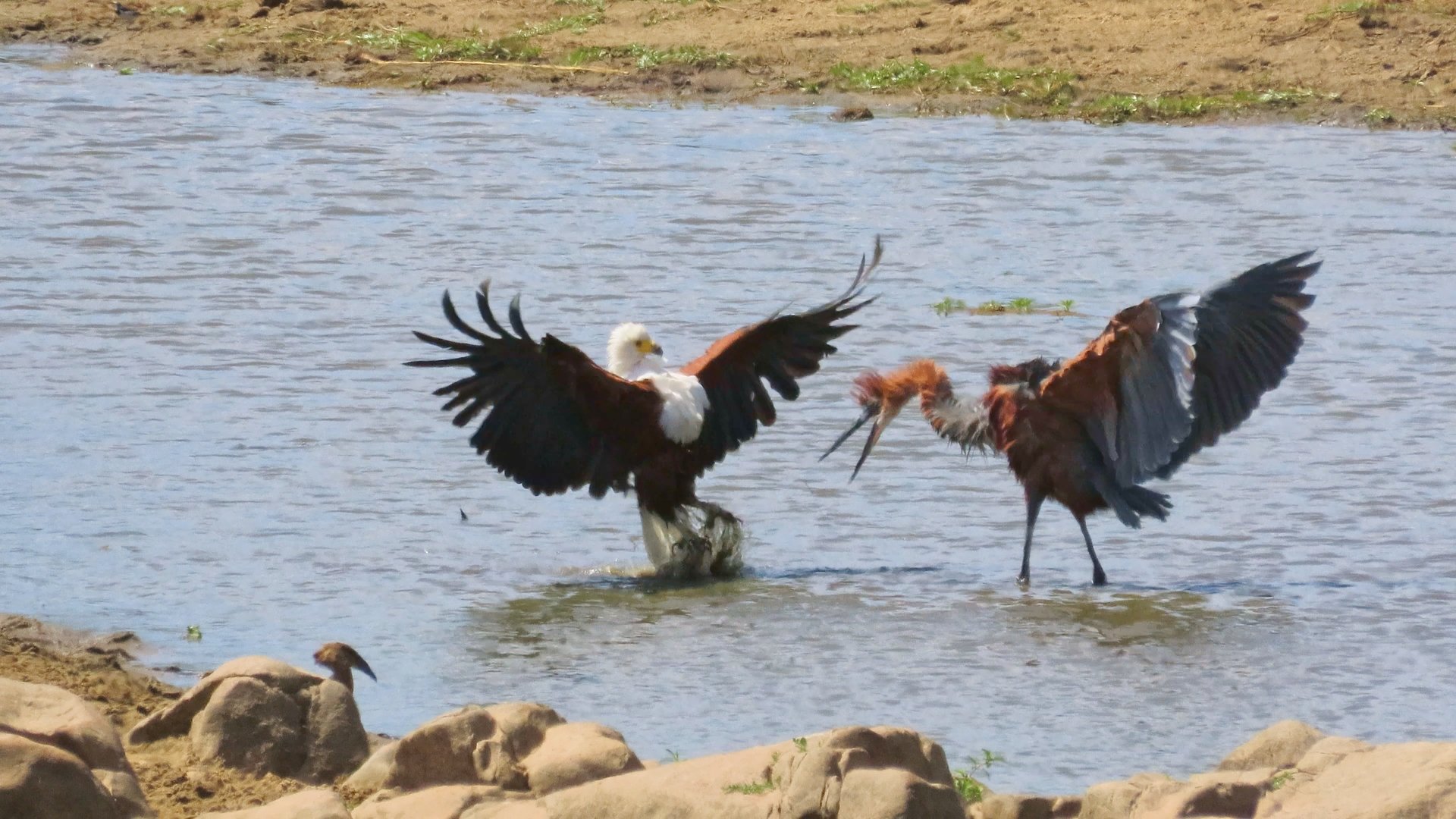 Crocodile vs Eagle vs Stork vs Heron Fighting For The Same Fish