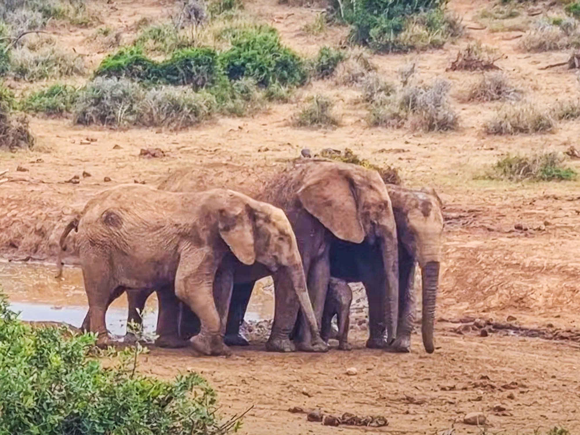 Elephant Herd Saves Calf Stuck In The Mud