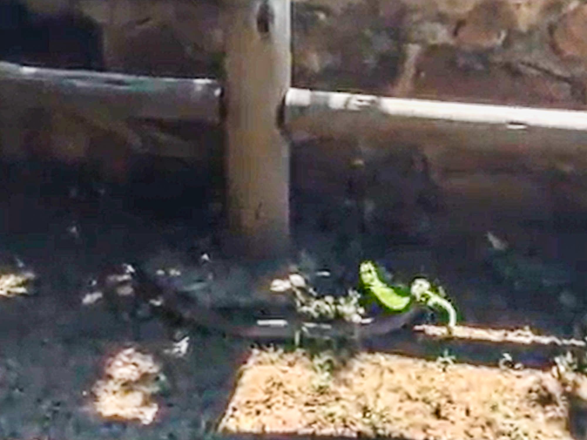 Female Boomslang Hunts Chameleon In Kruger