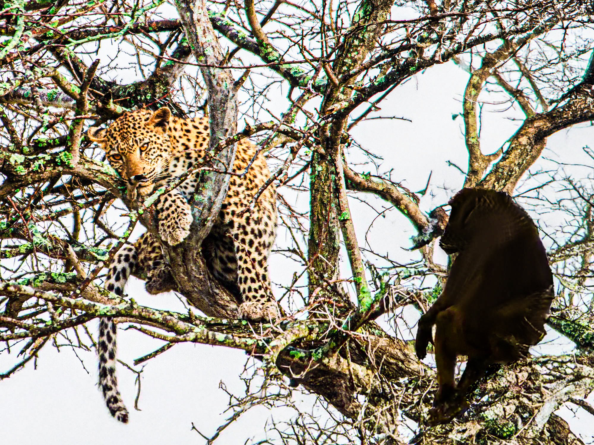 Gang Of Baboons Corner Leopard In Tree Canopy