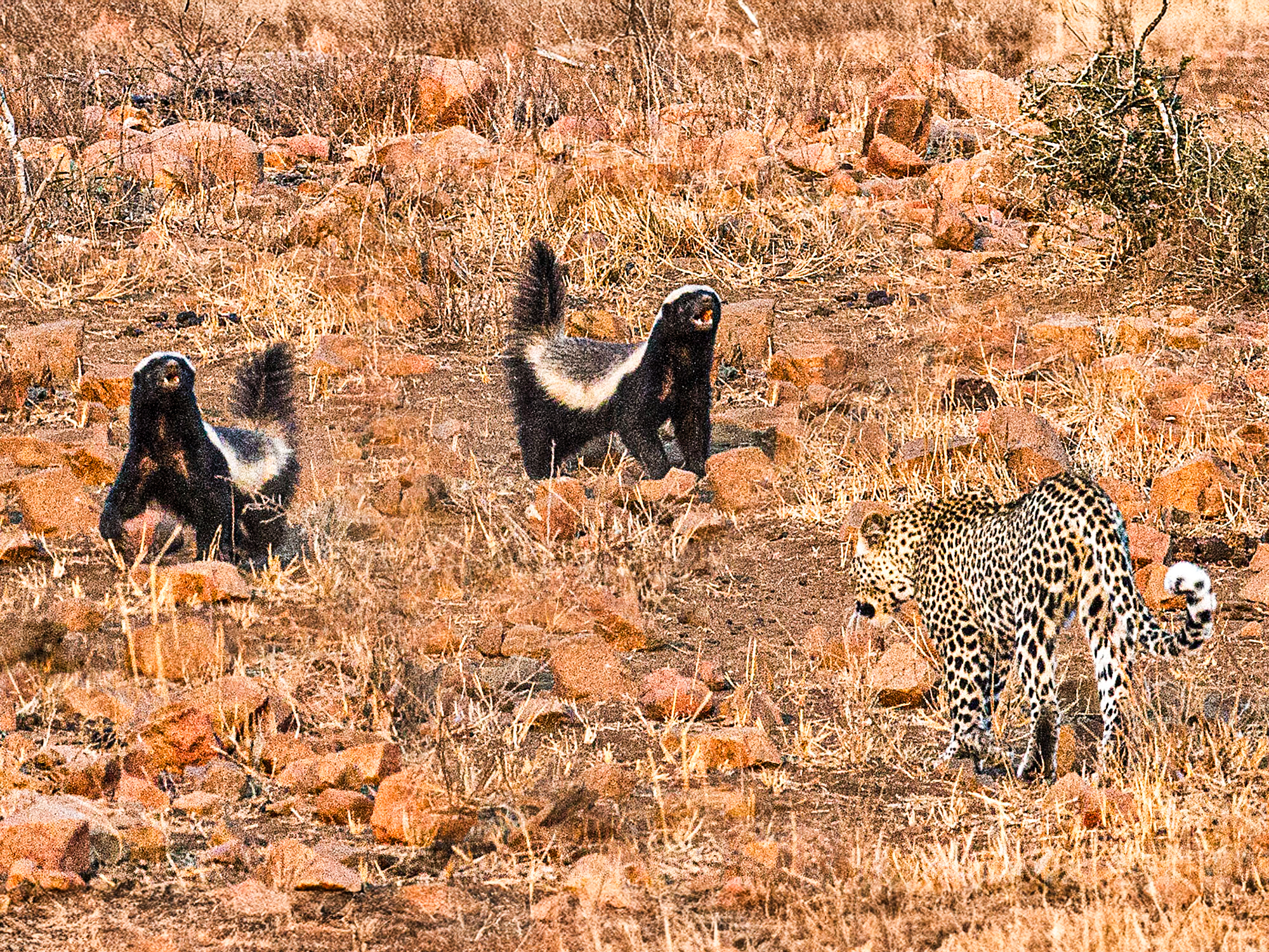 Honey Badger Family Intimidates Wandering Leopard