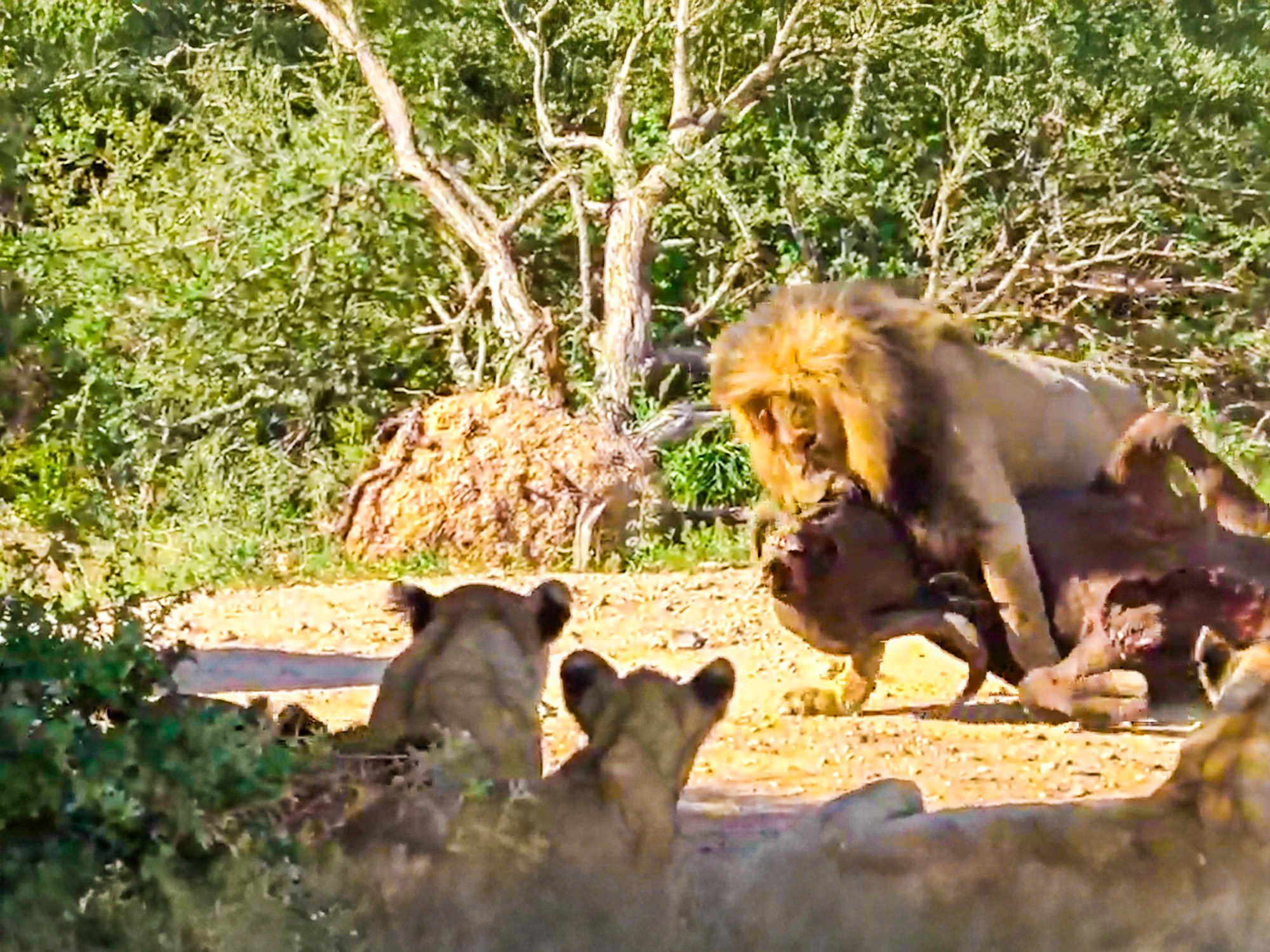 Huge Lion Drags Entire Buffalo Across Road