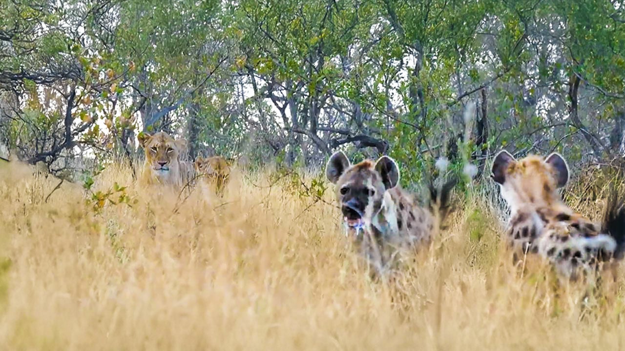 Hyena Clan’s Last Stand Against Lion Pride Invasion