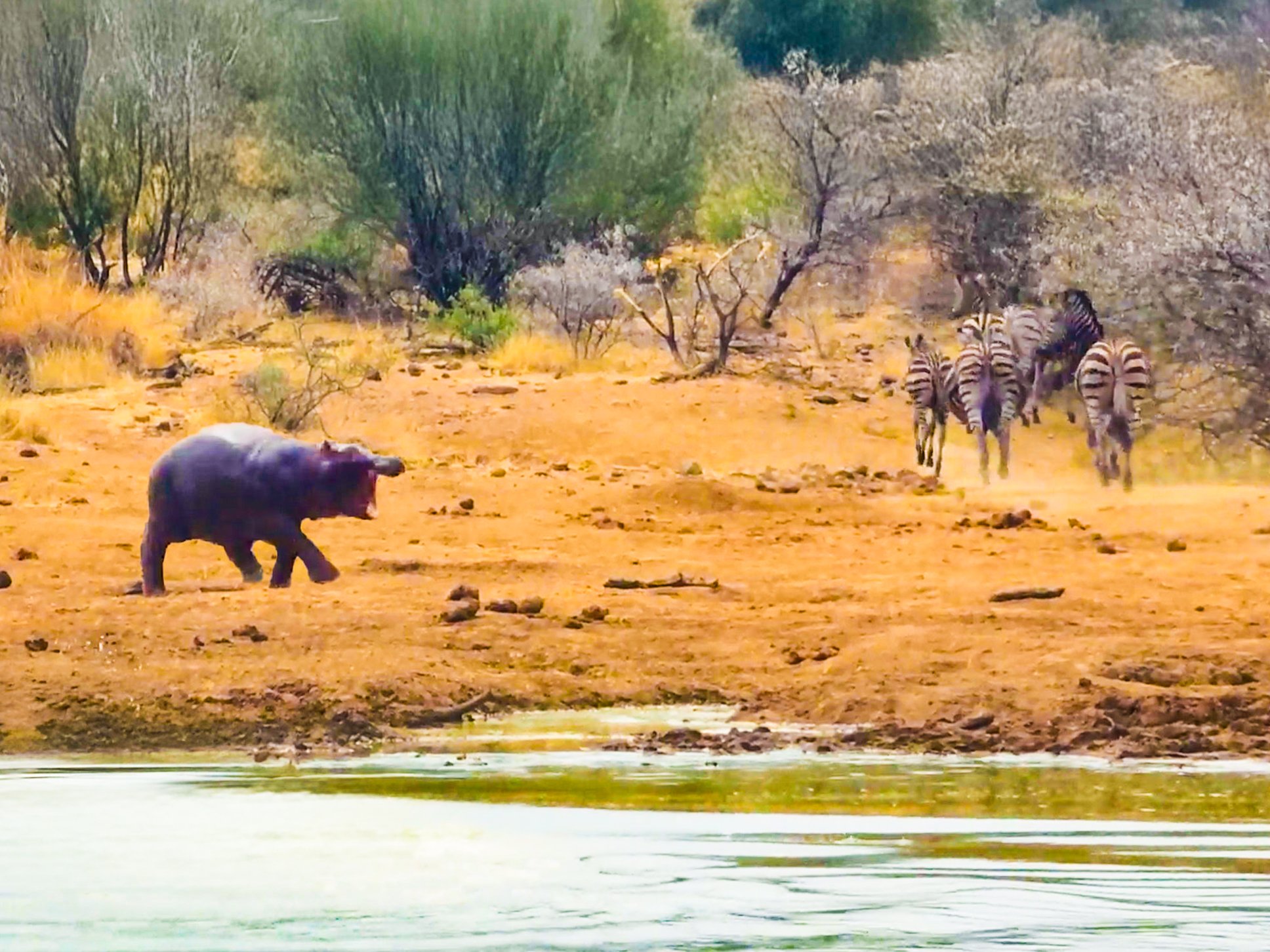 Hyperactive Baby Hippo Scares Everyone In The Waterhole