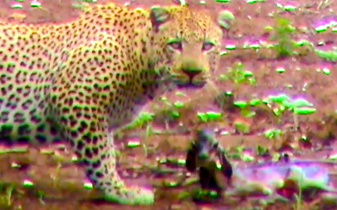 Watch: Leopard Hesitates Before Capturing Newborn Impala