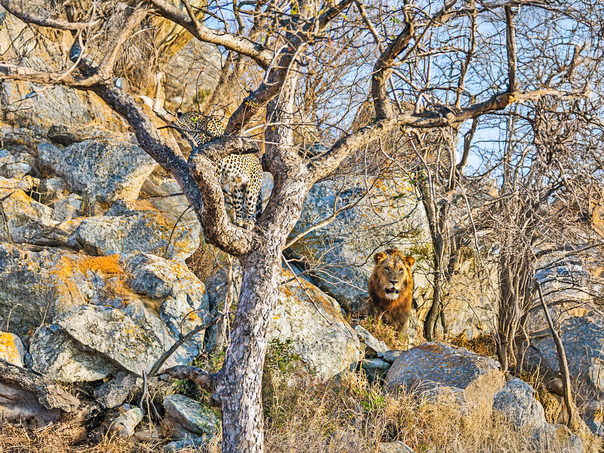 Leopard Became A Scaredy Cat When Huge Male Lion Passed By