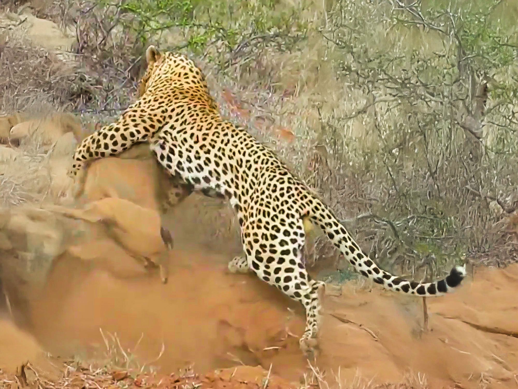Watch: Leopard Captures Warthog Hiding In Burrow 