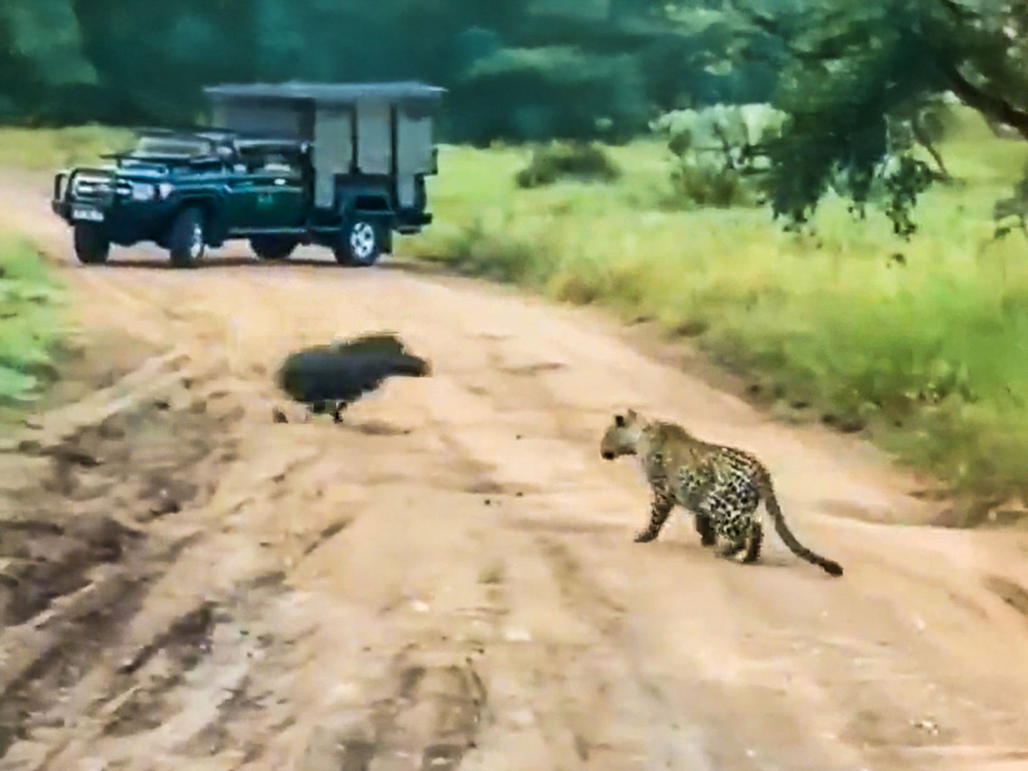 Warthog Tries To Hide From Stalking Leopard