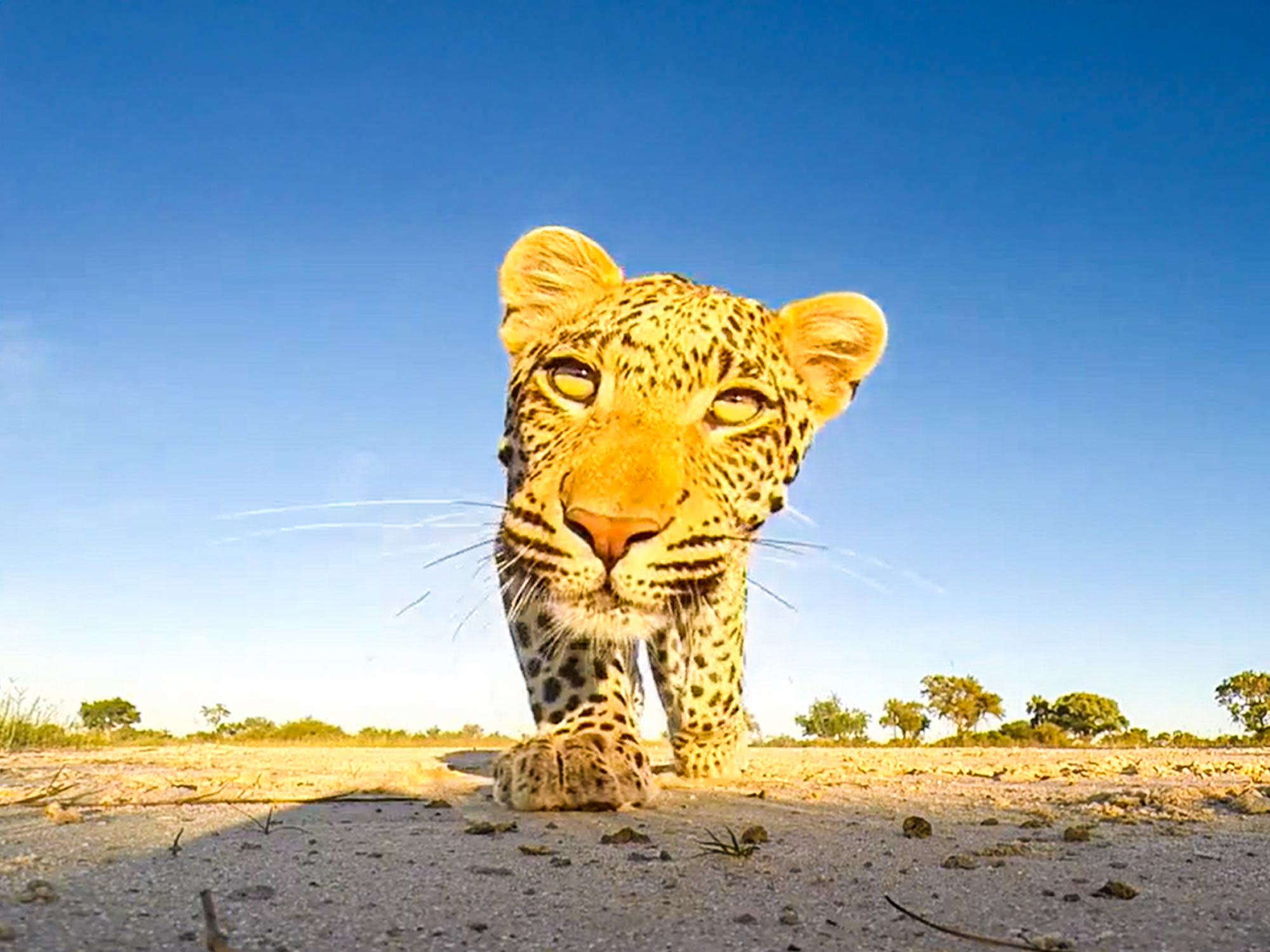 Leopard Meets GoPro In Close-Up Encounter