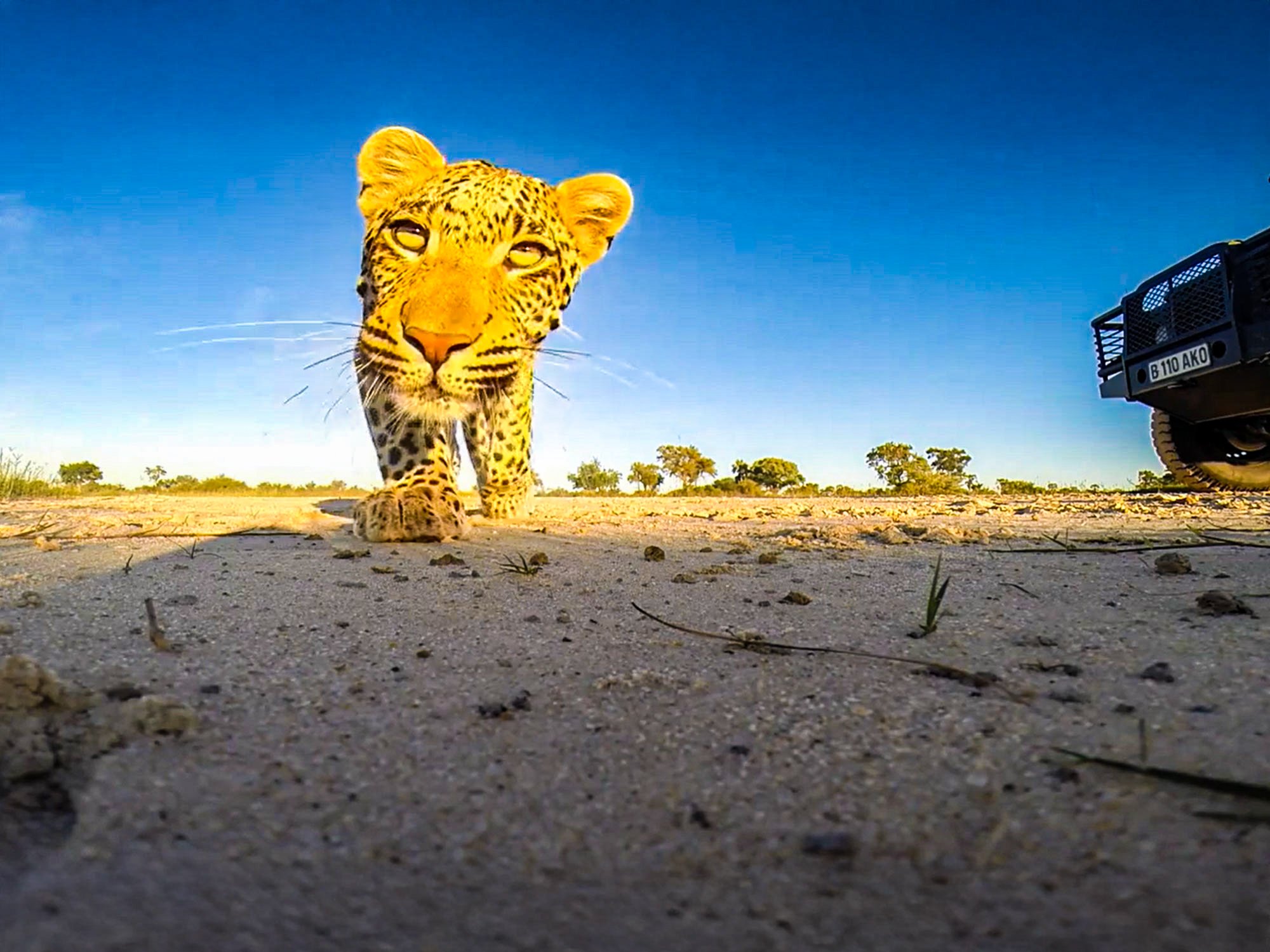 Leopard Meets GoPro In Close-Up Encounter