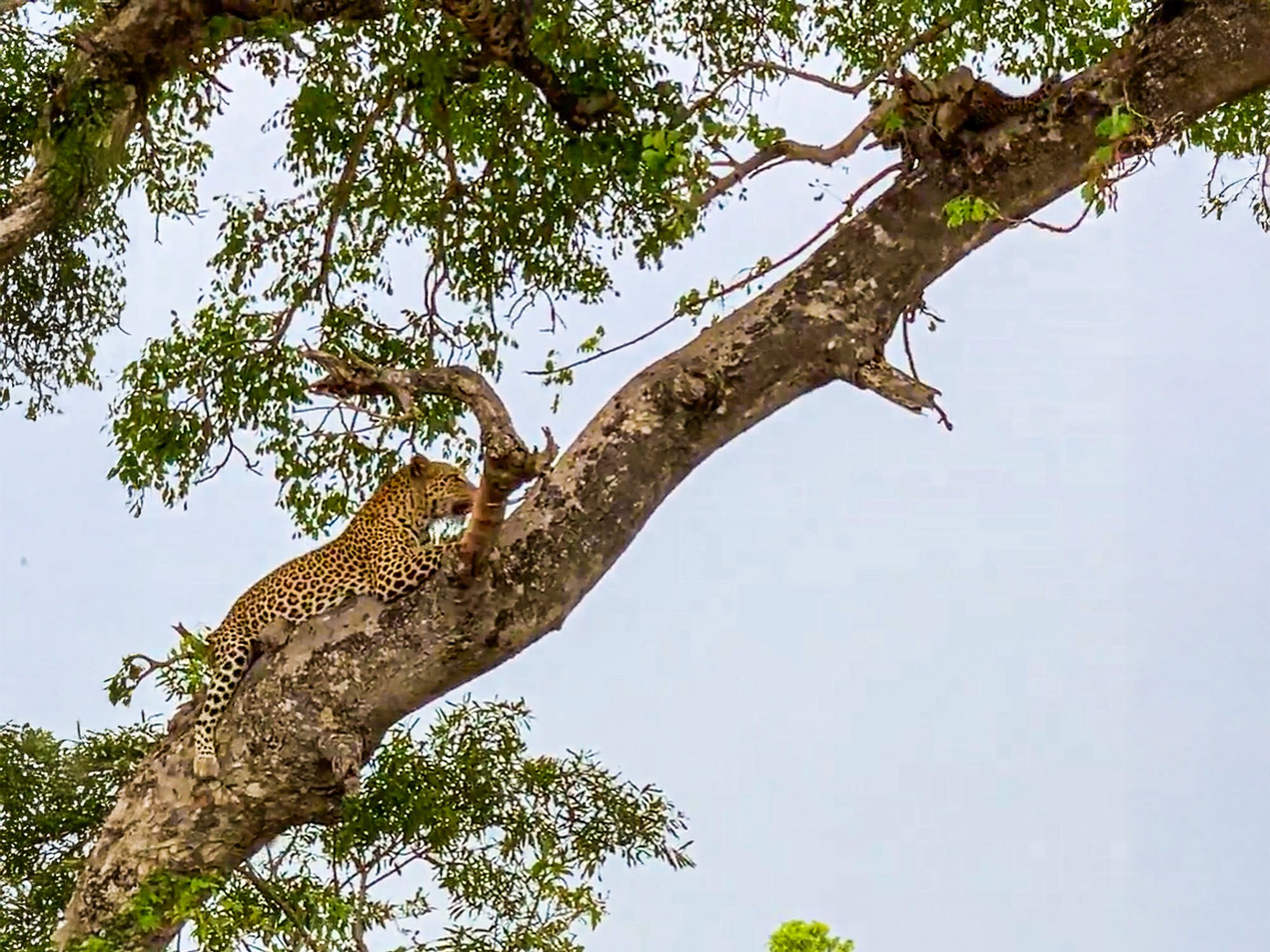 Leopard Mom Protects Cub From Wandering Hyena