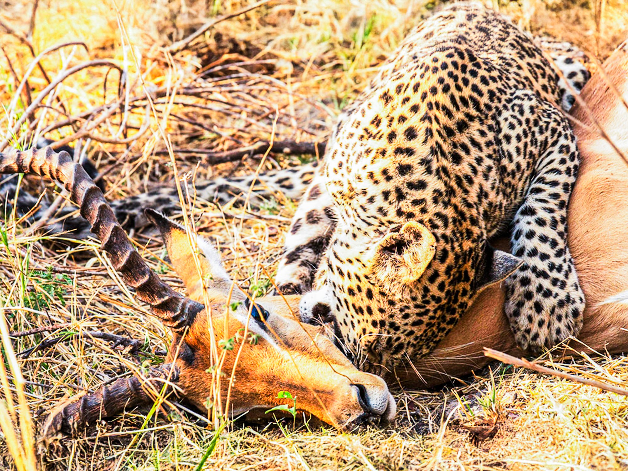 Leopard Steals Kill From Pack Of Hyenas