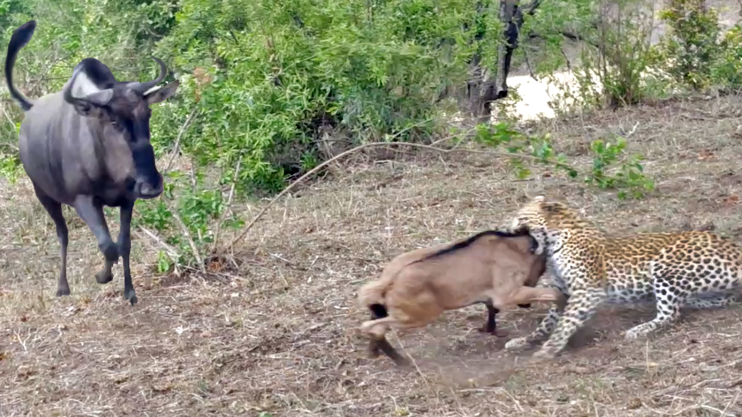 Watch: Leopard Battles Wildebeest Mother Protecting Calf