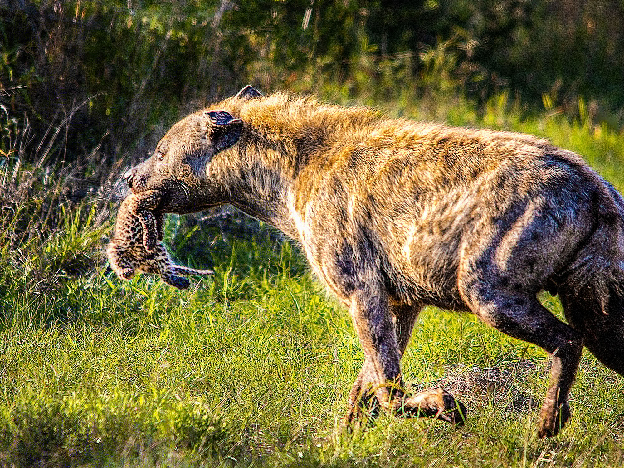 Leopard Mom Loses Cub From Raiding Hyena