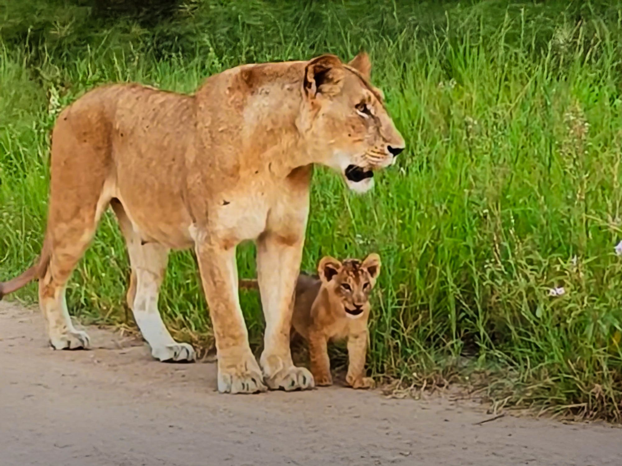 Lioness And Cub Find Missing Sibling