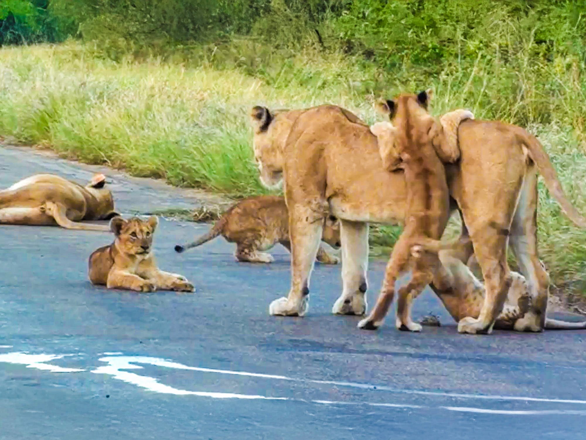 Watch: Lion Cub Madness In Cutest Sighting Ever