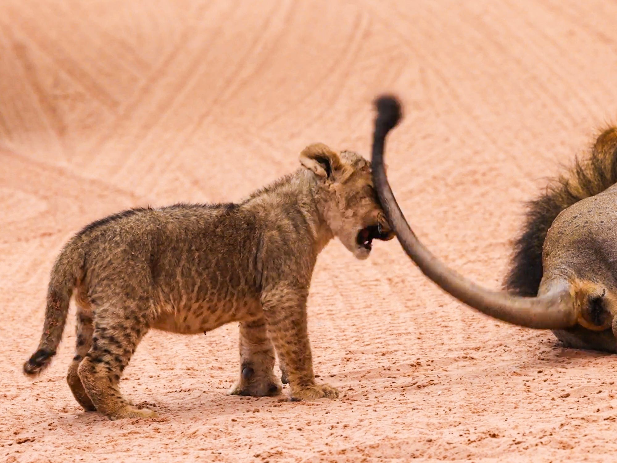 Lion Cub VS Lion Dads Tail Catching Challenge