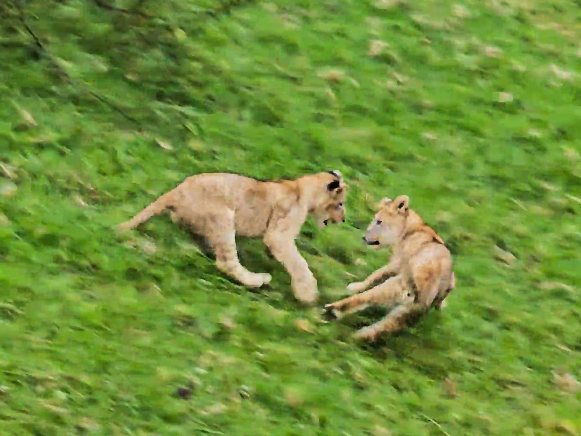 Lion Cubs Played Too Much Then Rolls Down A Hill