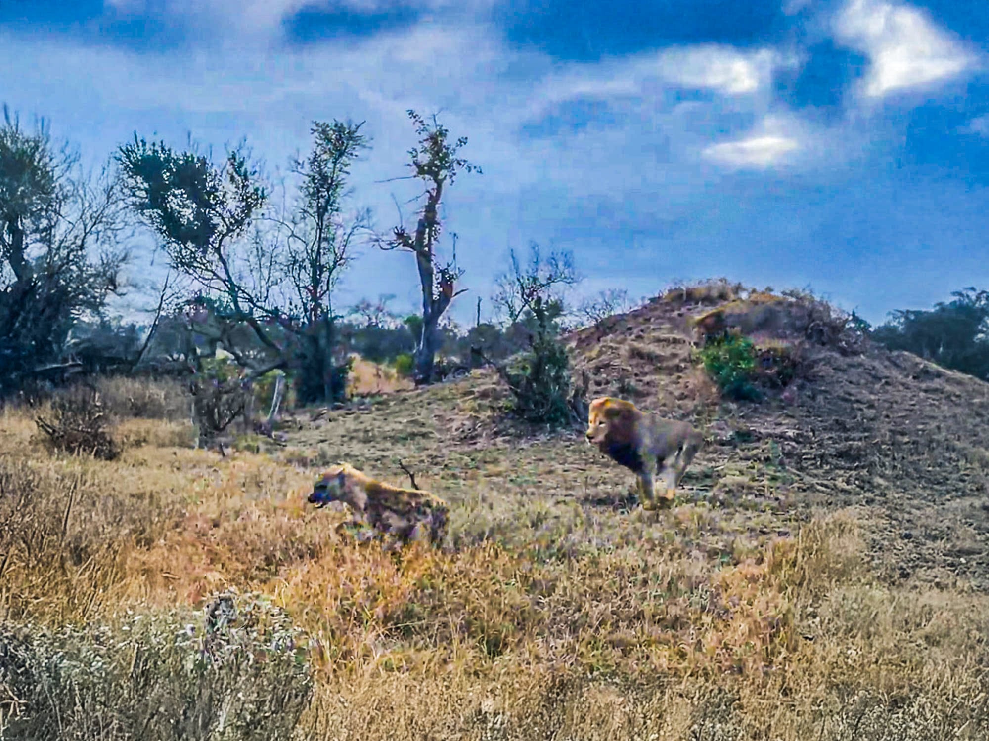 Lion Fails To Land The Perfect Ambush On A Hyena
