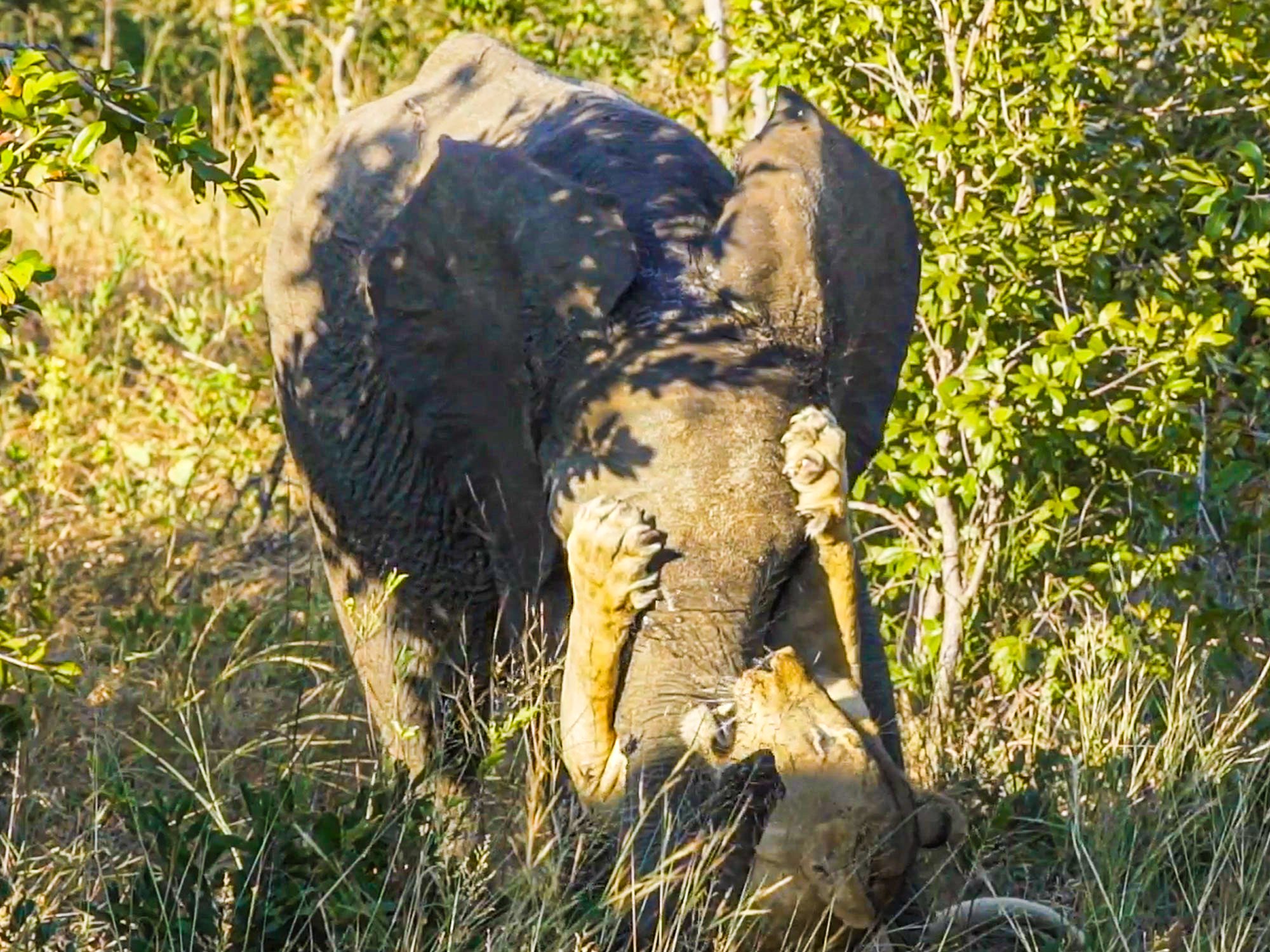 Lioness Tries To Take On Elephant In Desperate Moment To Feed Cubs