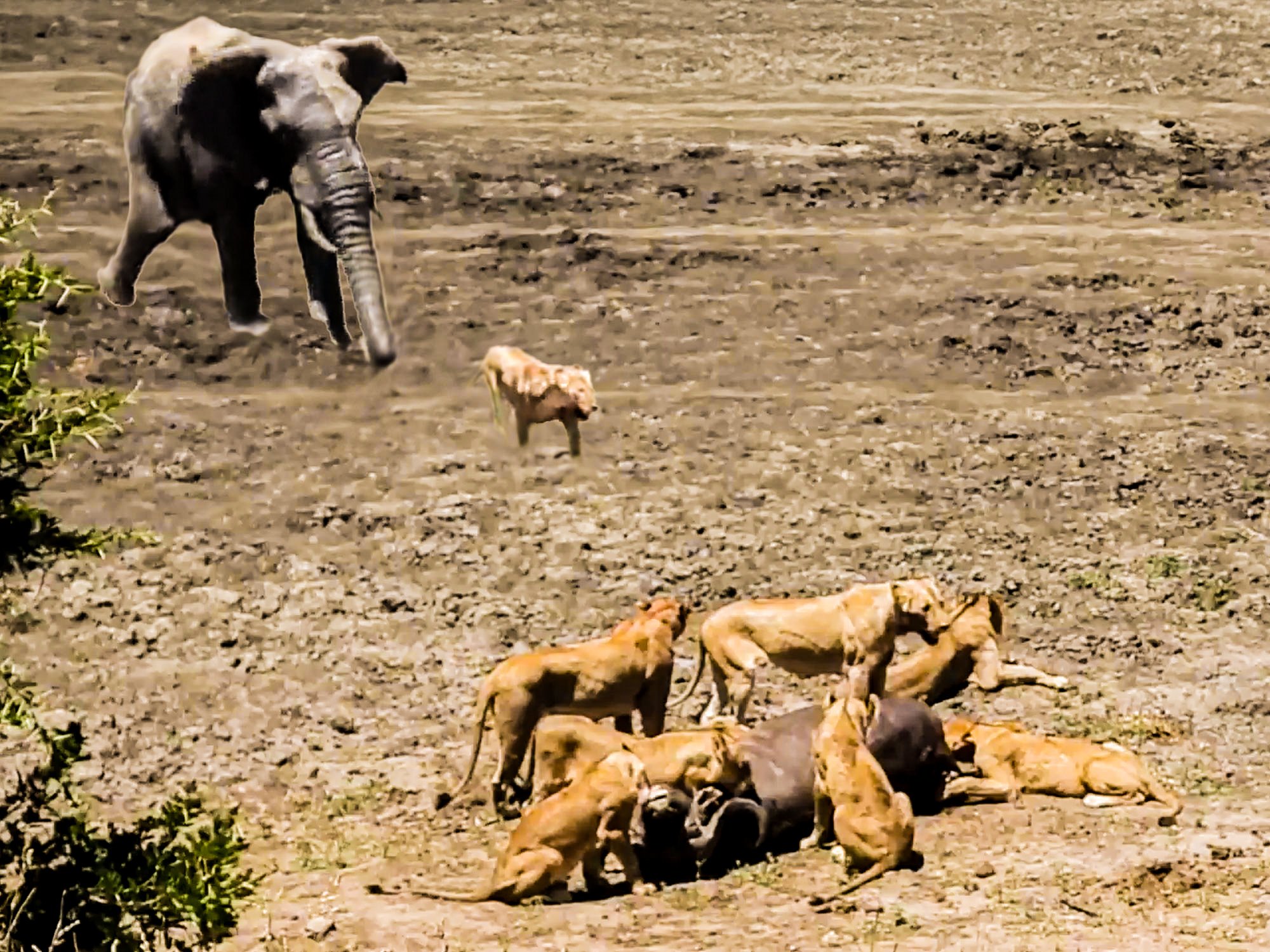 Lions, Leopards, Buffalo, Elephants In One Wild Hunt