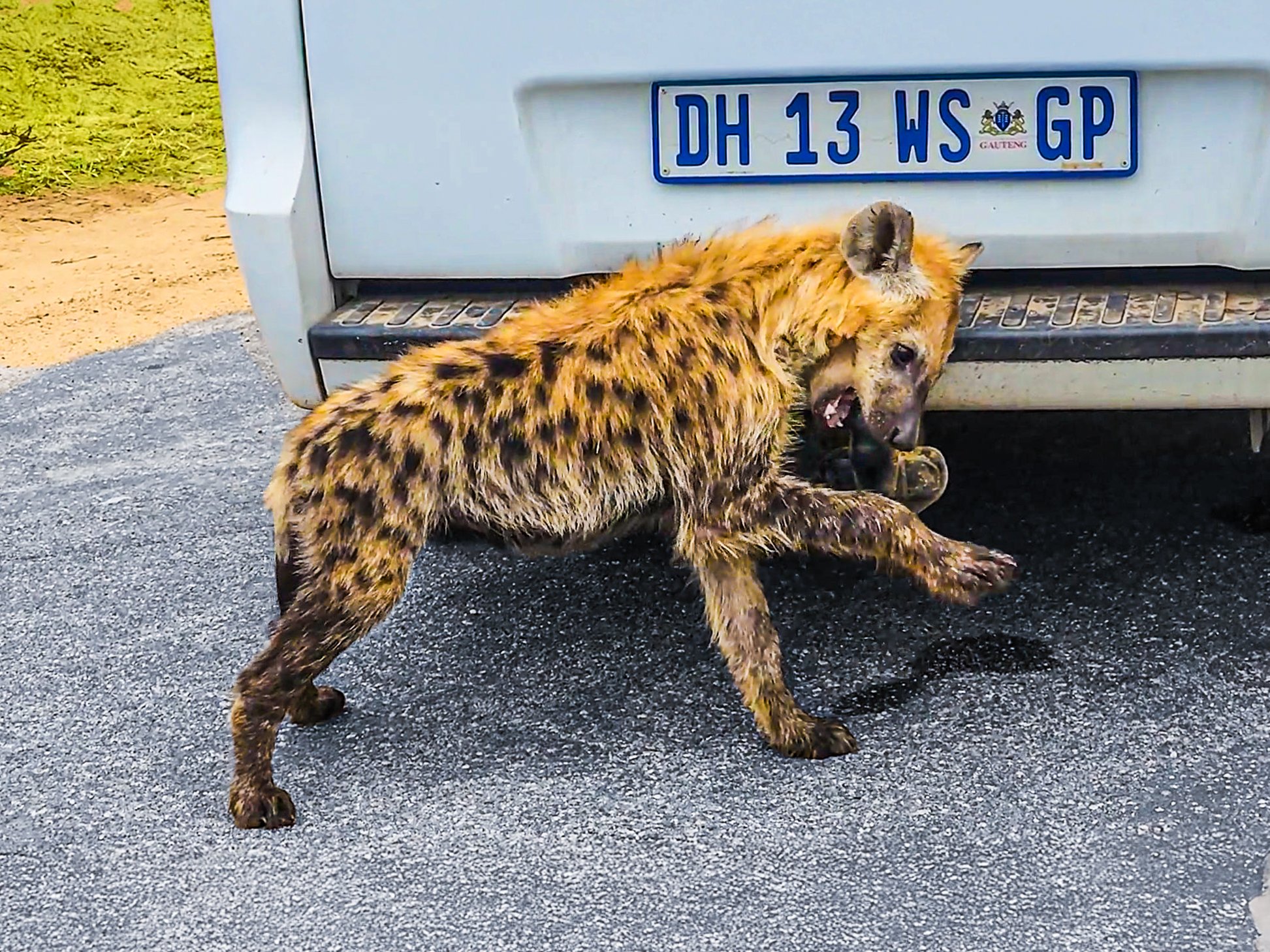 Little Hyena Thinks It’s Strong Enough To Tow A Car