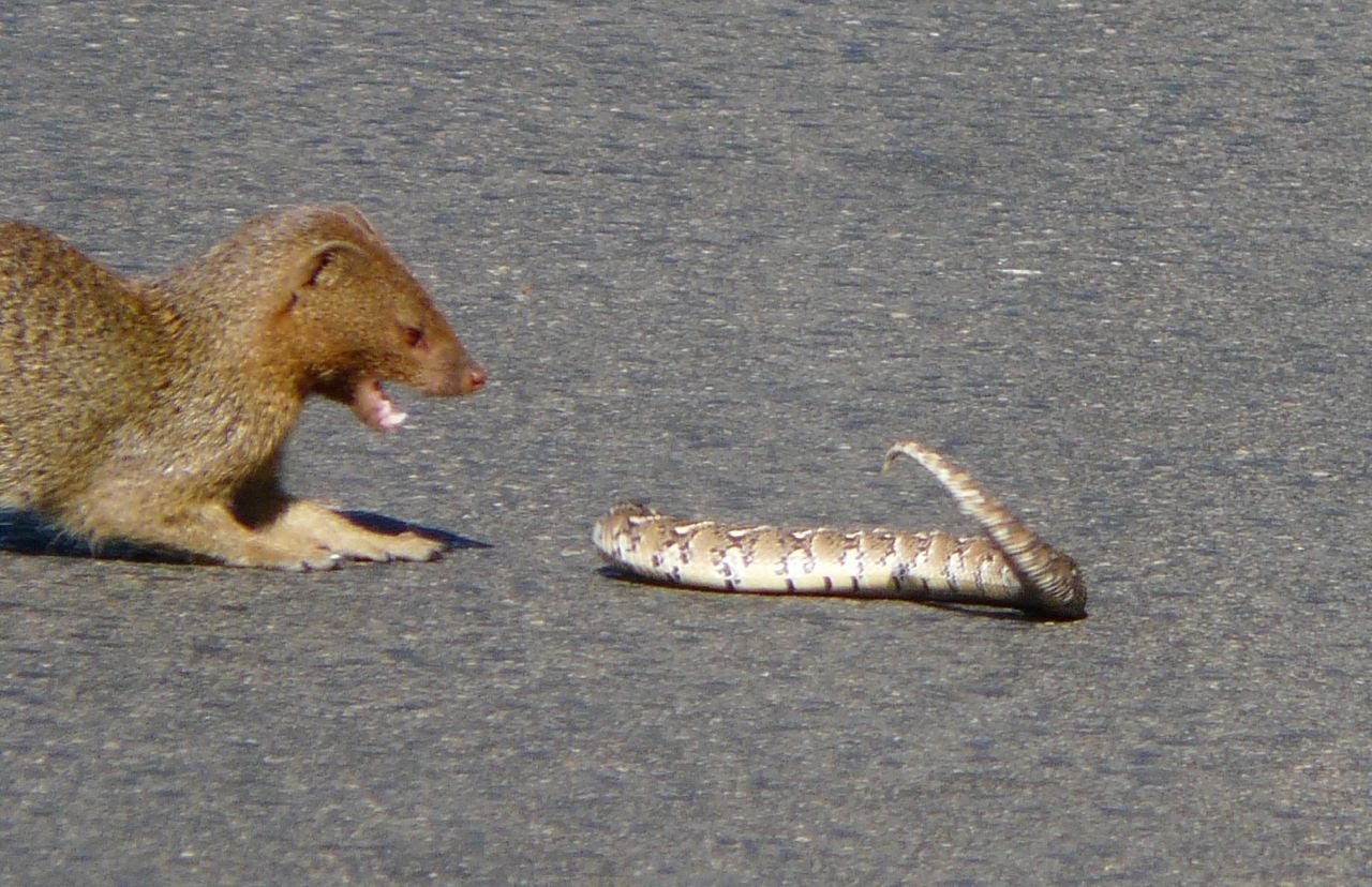 Watch: Mongoose Interacts With Deadly Puff Adder