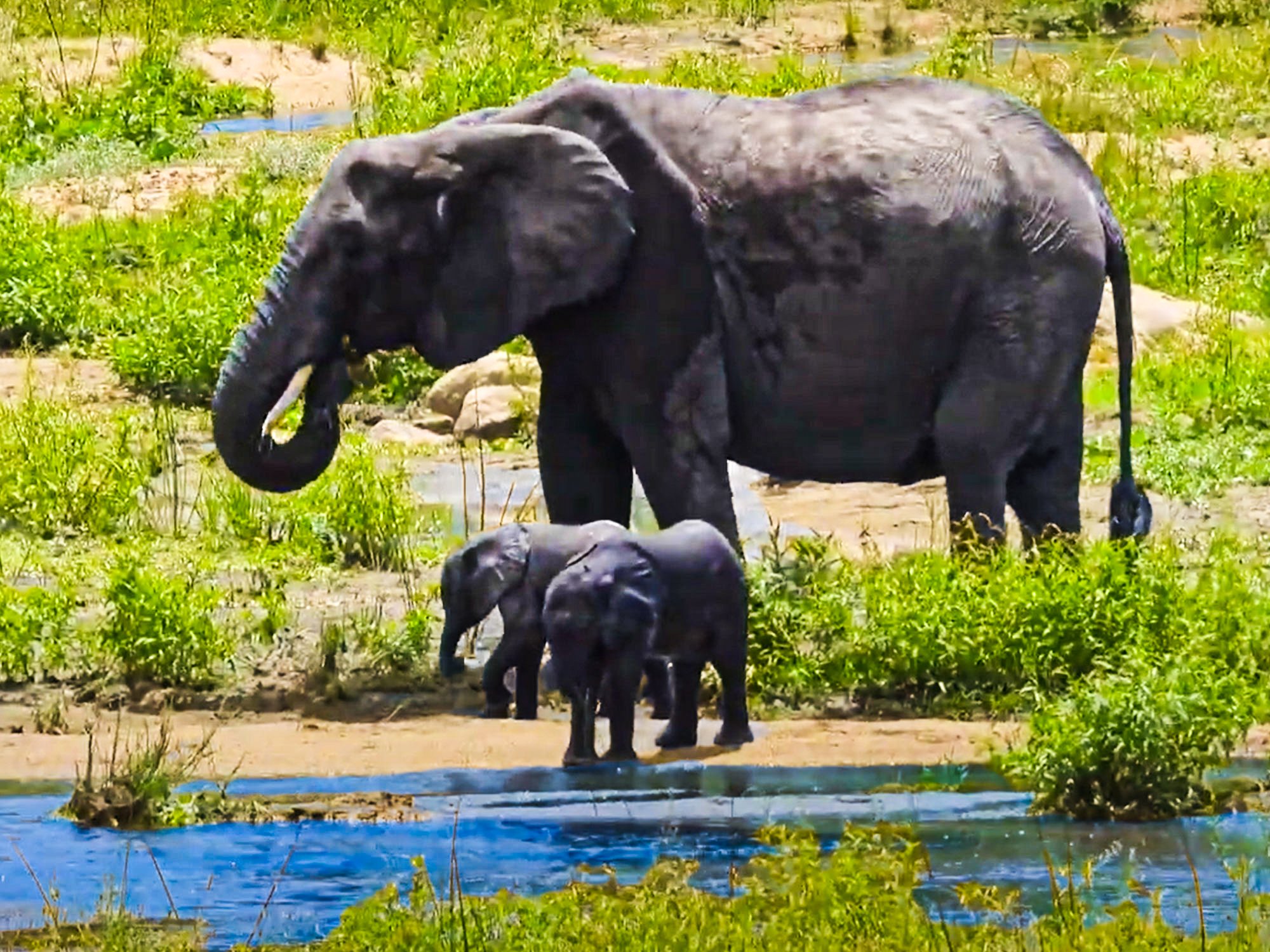 Watch: Rare Sighting Of Elephant Mom With Twin Calves
