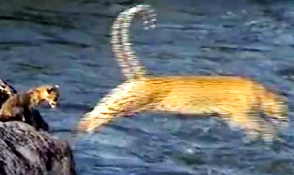 Watch: Leopard And Cub Cross Sabie River Together