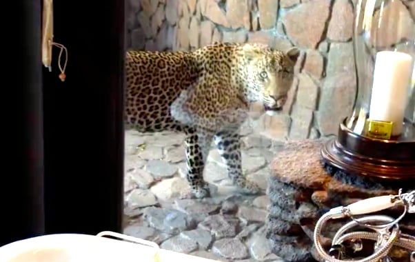 Leopard Visits Safari Lodge For Unexpected Room Service