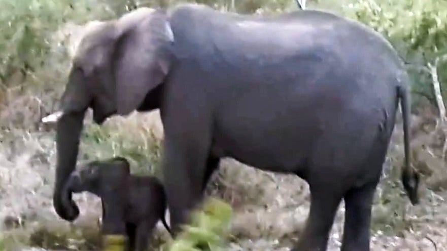 Mother Elephant Revives Baby In Heartwarming Moment 