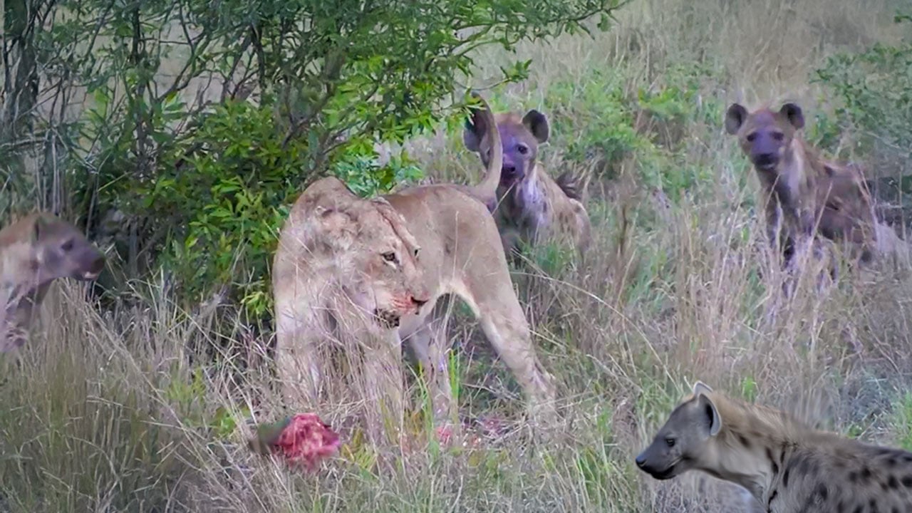 Lioness Bravely Defends Kill Against Many Hyenas