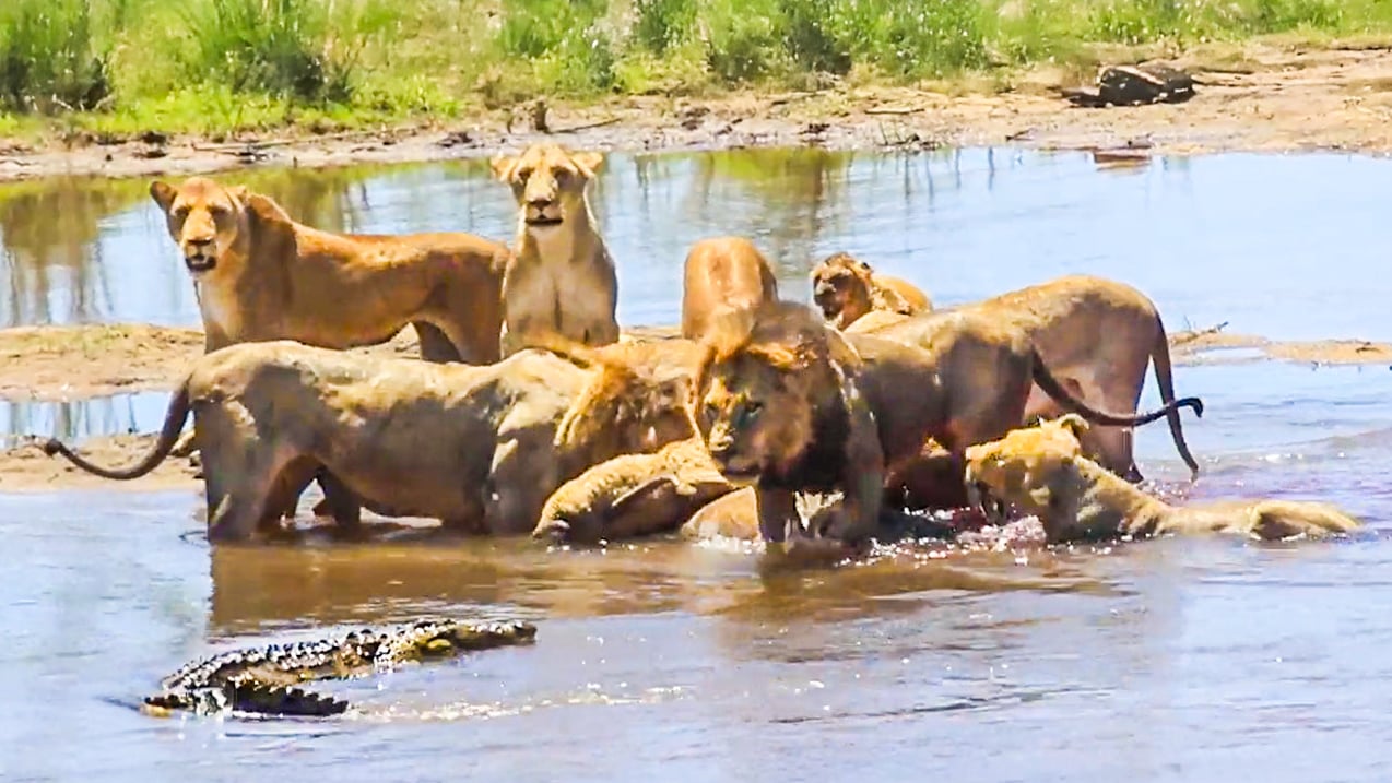Crocodile Tries To Sneak In A Lion Pride For A Meal