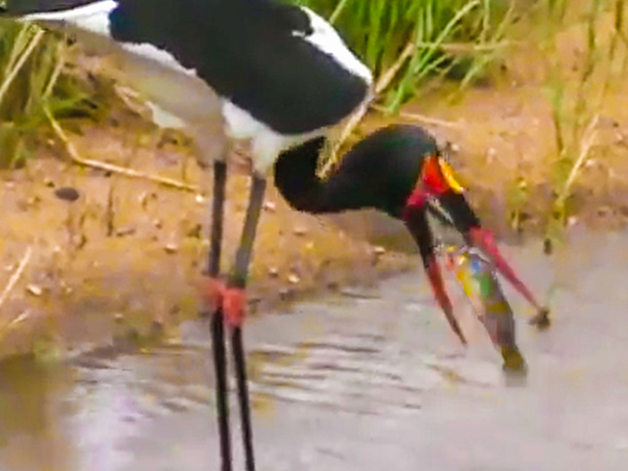 Watch: Stork Struggles To Swallow Massive Fish