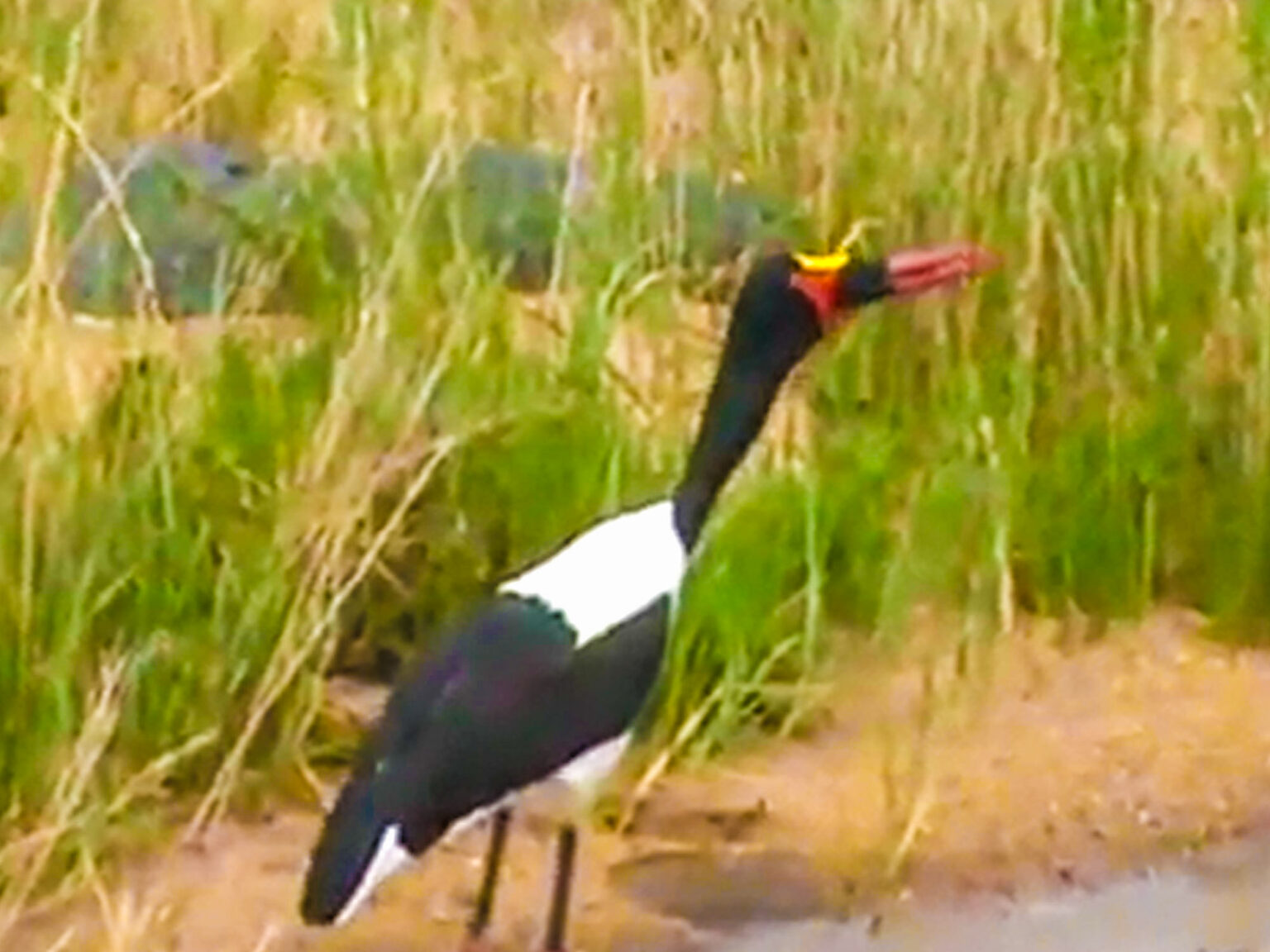 Stork Addiction Watch: Stork Struggles To Swallow Massive Fish