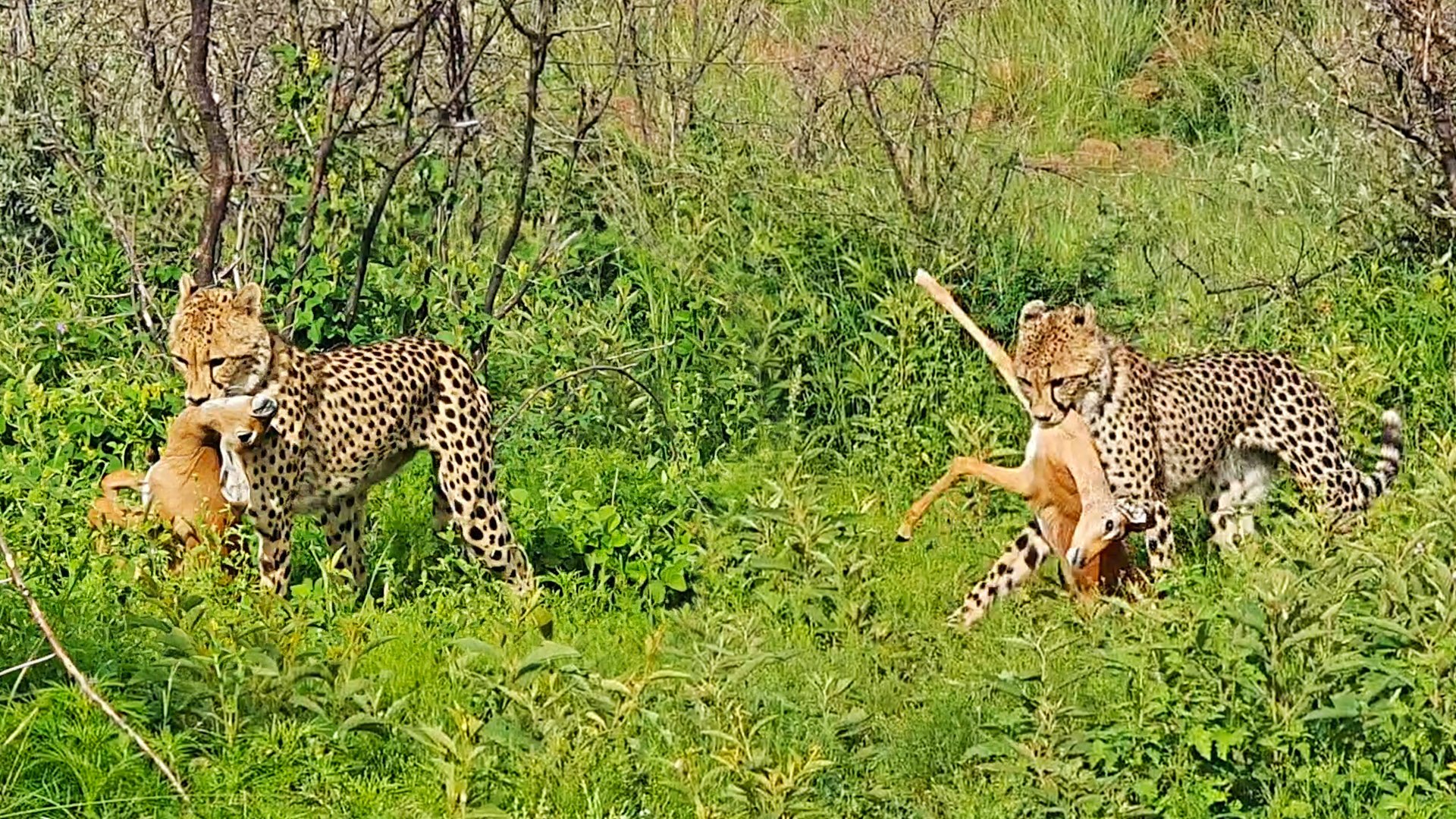 Double Cheetahs. Double Impalas. One Epic Hunt