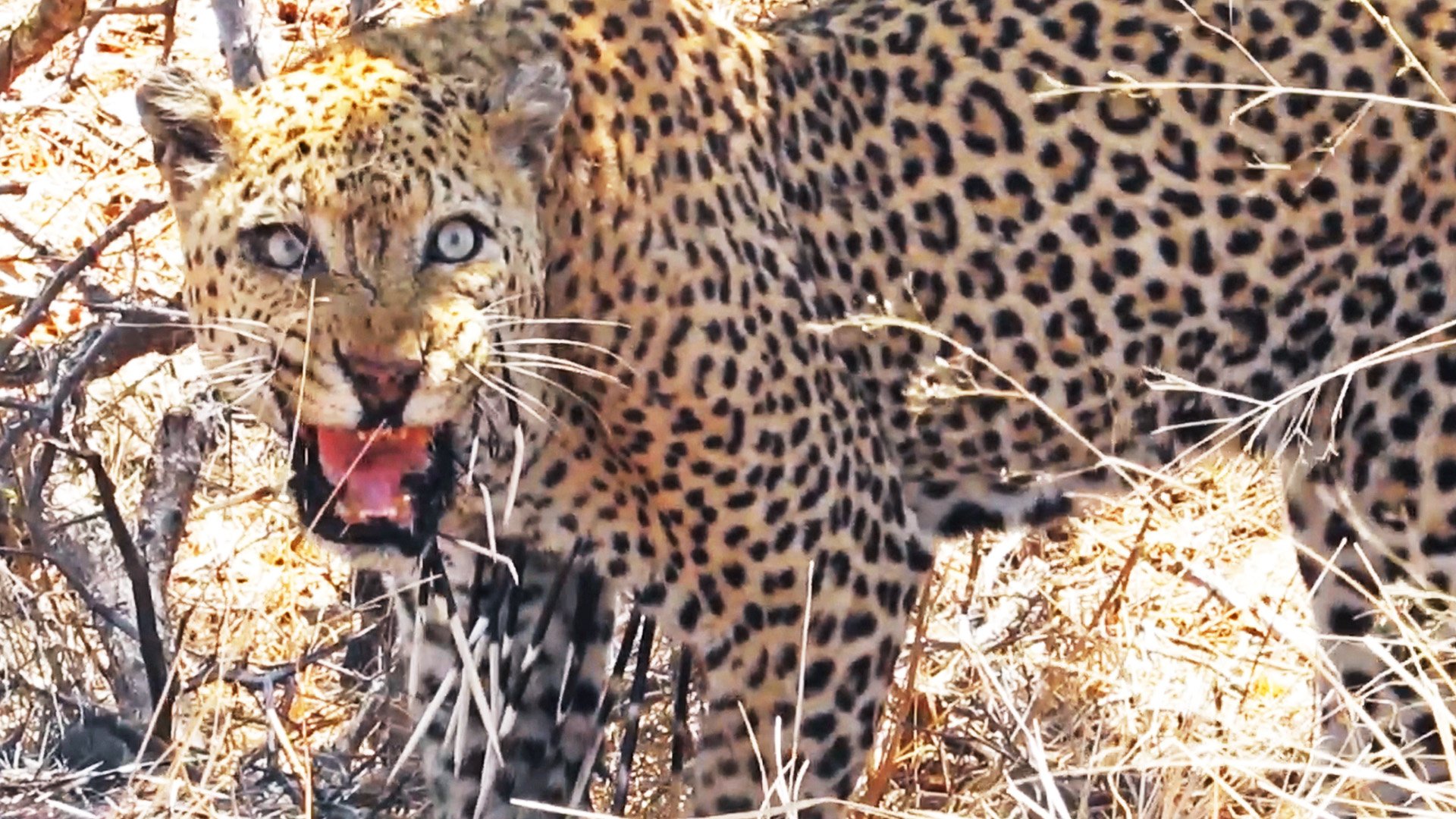 Leopard Miserably Regrets Hunting Porcupines